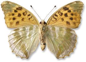 Argynnis paphia_samica_spod.jpg