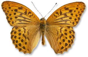 Argynnis paphia_samiec.jpg