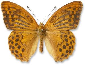 Argynnis paphia_samiec_forma.jpg