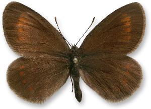 Erebia pharte_forma.jpg