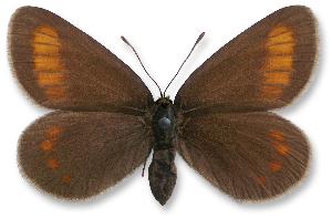 Erebia pharte_samica.jpg