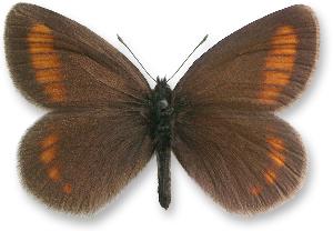 Erebia pharte_samiec.jpg