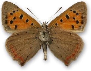 Lycaena phlaeas - samiec - spód