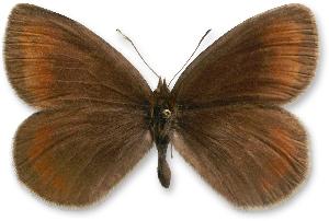 Erebia pronoe_forma.jpg