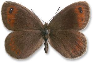 Erebia pronoe_samiec.jpg