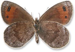 Erebia pronoe_samiec_spod.jpg