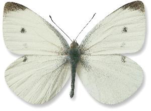 Pieris rapae - samiec