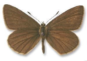 Polyommatus ripartii - samica