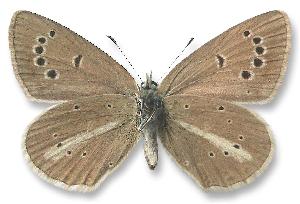 Polyommatus ripartii - samica - spód