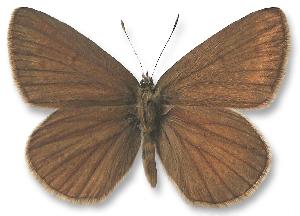 Polyommatus ripartii - samiec