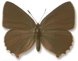 Callophrys rubi_samica.jpg