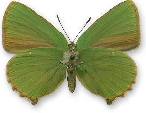 Callophrys rubi_samica_spod.jpg