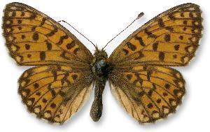 Boloria selene_samica.jpg