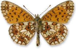 Boloria selene_samiec_spod.jpg