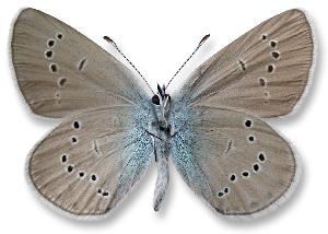 Polyommatus semiargus - samiec - spód