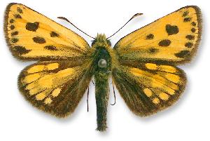 Carterocephalus silvicolus_samiec.jpg