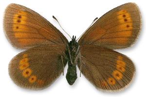 Erebia sudetica_samica_spod.jpg