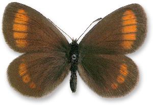 Erebia sudetica_samiec3.jpg