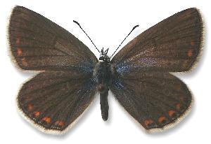 Polyommatus thersites - samica