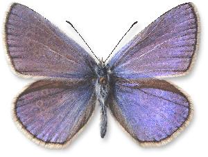 Polyommatus thersites - samiec