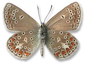 Polyommatus thersites - samiec - spód