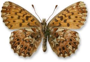 Boloria titania_samica_spod.jpg