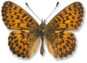 Boloria titania_samiec.jpg