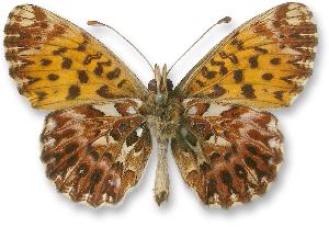 Boloria titania_samiec_spod.jpg