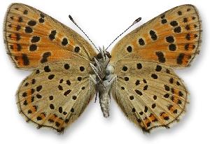 Lycaena tityrus - samica - spód