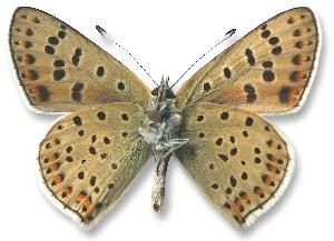 Lycaena tityrus - samiec - spód