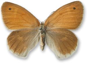 Coenonympha tullia_samica.jpg