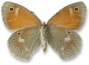 Coenonympha tullia_samica_spod.jpg