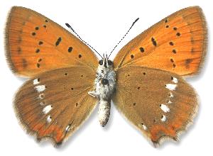 Lycaena virgaureae - samica - spód