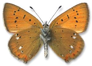 Lycaena virgaureae - samiec - spód