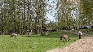 Biskupin - kwatera archeologii doświadczalnej